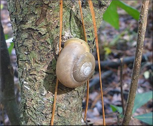 Mesodon thyroidus (Say, 1817) White-lip Globe Up A Tree