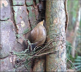 Mesodon thyroidus (Say, 1817) White-lip Globe Up A Tree