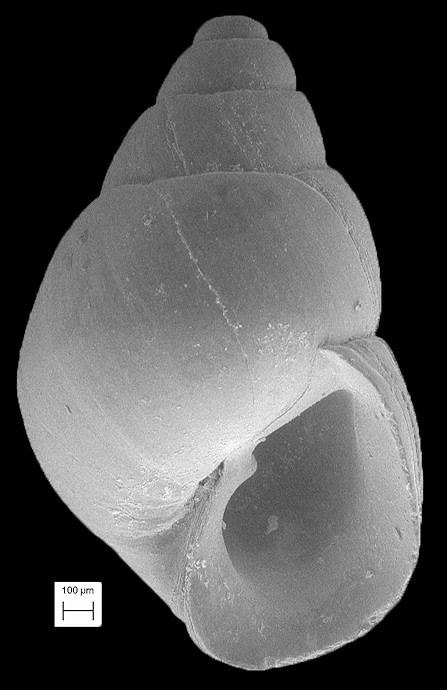 Odostomia acutidens Dall, 1884 Sharp-tooth Odostome