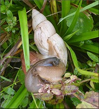 Euglandina rosea (Frussac, 1821) Mating In Situ