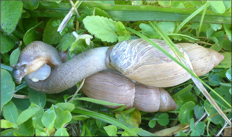 Euglandina rosea (Férussac, 1821) Mating In Situ