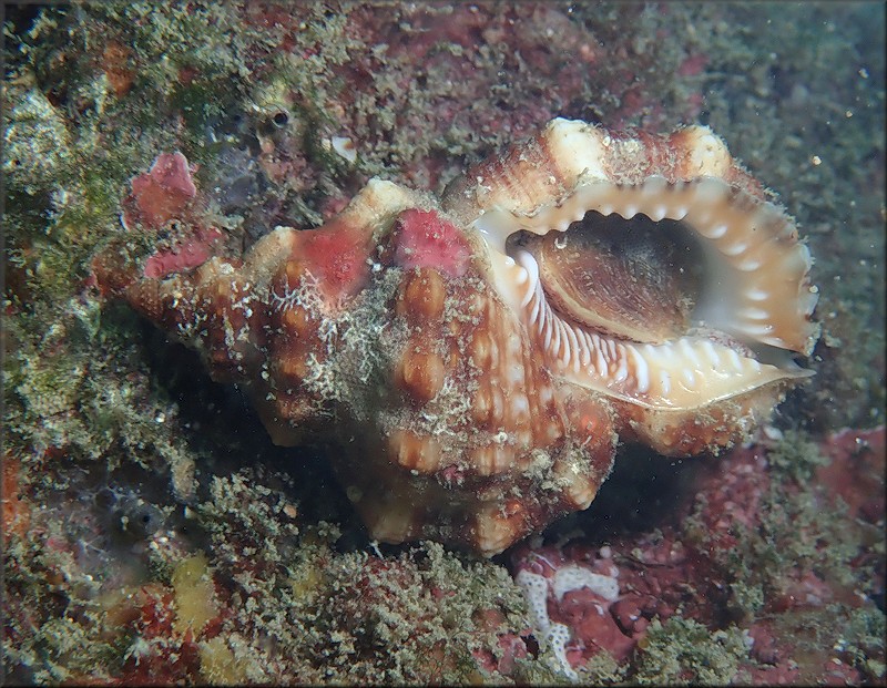 Dulcerana cubaniana (d'Orbigny, 1847) Granular Frogsnail