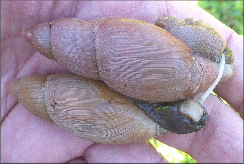 Euglandina rosea (Férussac, 1821) Mating In Situ