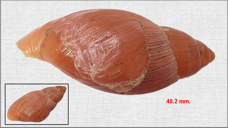 Euglandina rosea (Frussac, 1821) Rosy Wolfsnail Damaged Shell