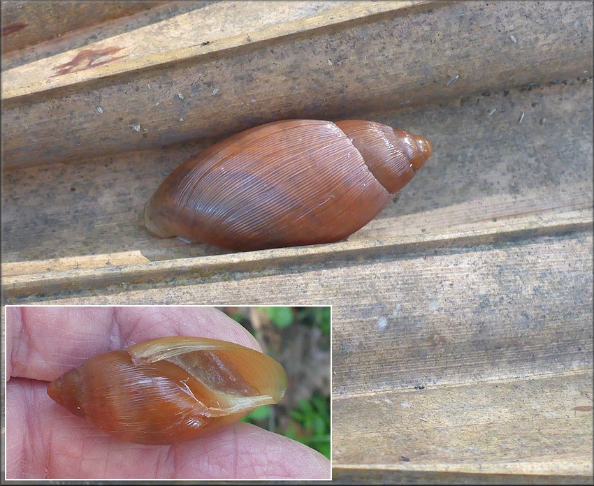 Euglandina rosea (Férussac, 1821) Juvenile In Situ