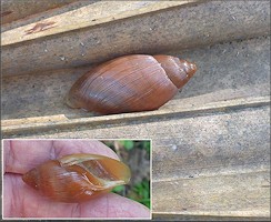 Euglandina rosea (Frussac, 1821) Juvenile In Situ