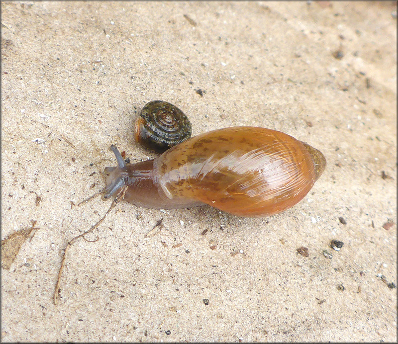 Euglandina rosea (Frussac, 1821) Juvenile