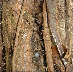 Mesodon thyroidus (Say, 1817) White-lip Globe Pair Up A Tree