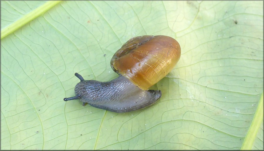 Mesomphix globosus (MacMillan, 1940) [Globose Button] prey snail