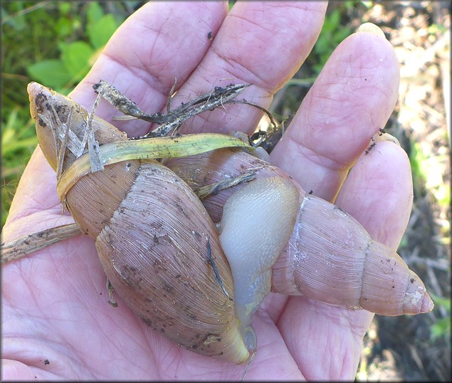 Euglandina rosea (Frussac, 1821) Mating In Situ