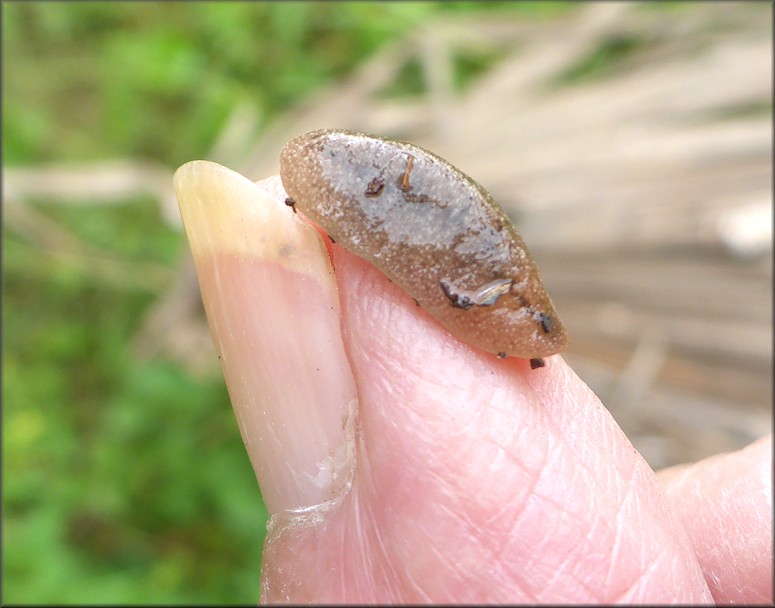 Leidyula floridana (Leidy, 1851) Florida Leatherleaf Juvenile