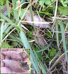 Euglandina rosea (Frussac, 1821) Rosy Wolfsnail In Situ