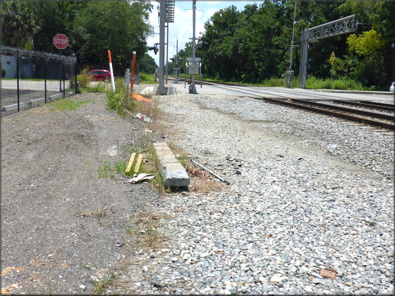 Bulimulus sporadicus On Atlantic Boulevard In San Marco At the Florida East Coast Railroad Crossing