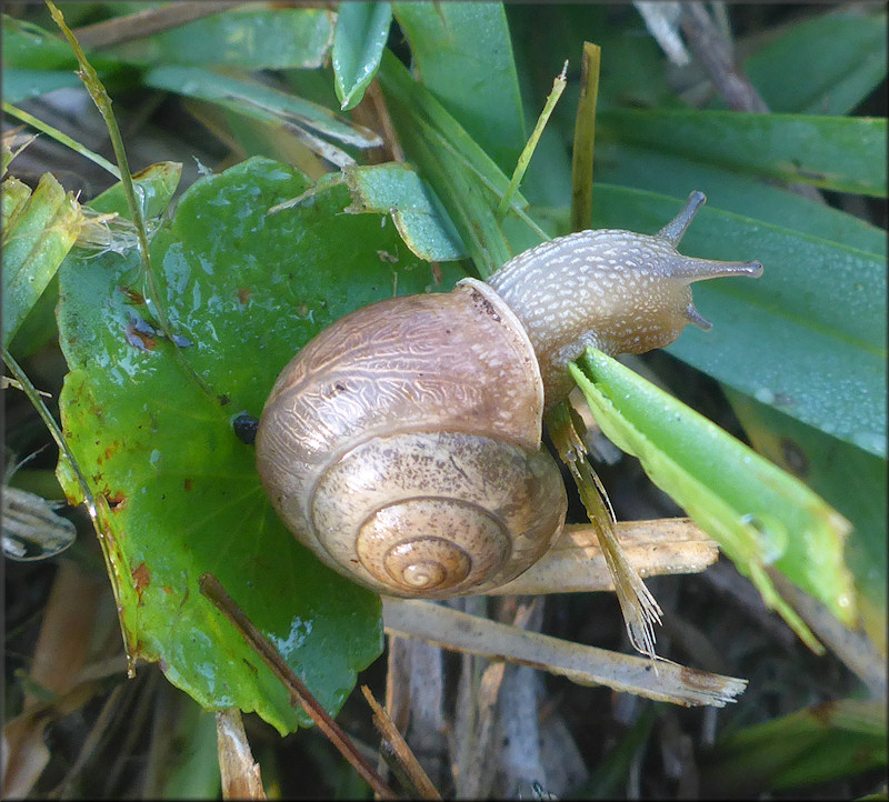 Bradybaena similaris (Frussac, 1821)