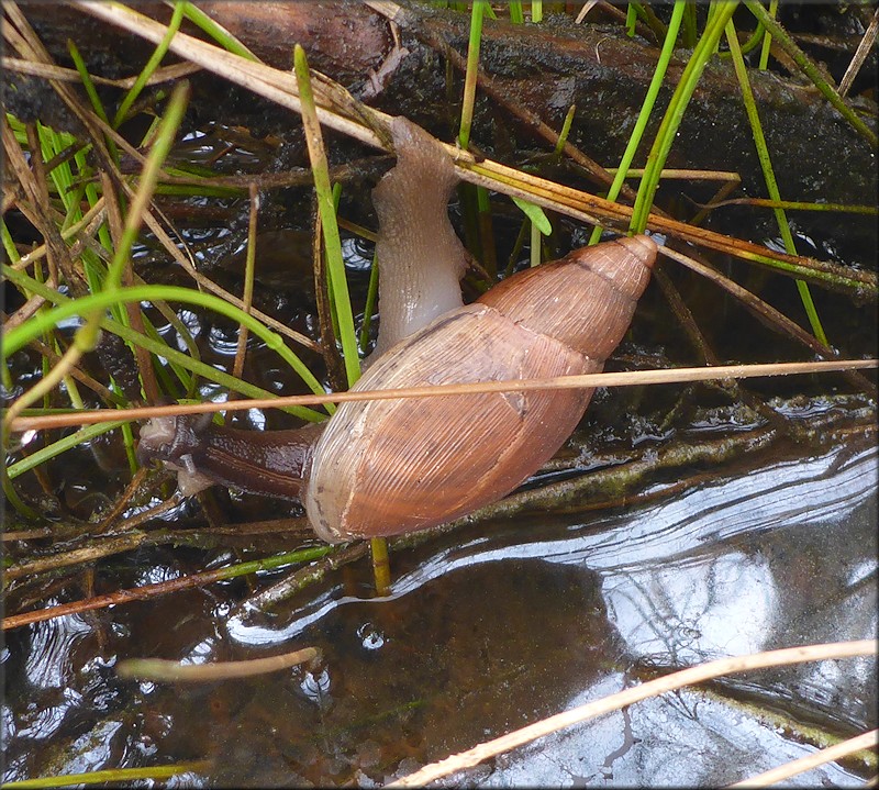 Euglandina rosea (Frussac, 1821) Juvenile Crossing Flooded Area