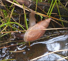 Euglandina rosea (Frussac, 1821) Juvenile Crossing Flooded Area