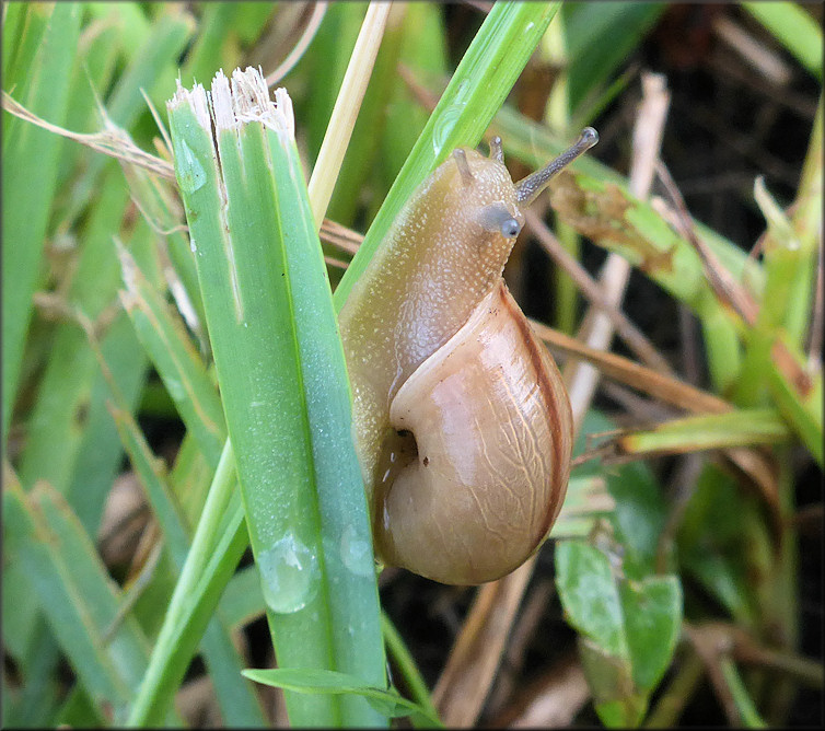 Bradybaena similaris (Frussac, 1821) In Situ