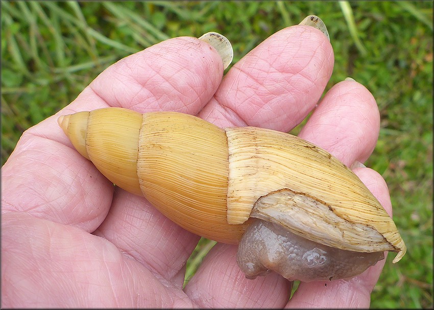 Euglandina rosea (Frussac, 1821) Rosy Wolfsnail - Very Large Specimen