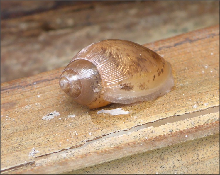 Euglandina rosea (Frussac, 1821) Juvenile In Situ