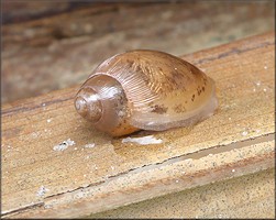 Euglandina rosea (Frussac, 1821) Juvenile In Situ