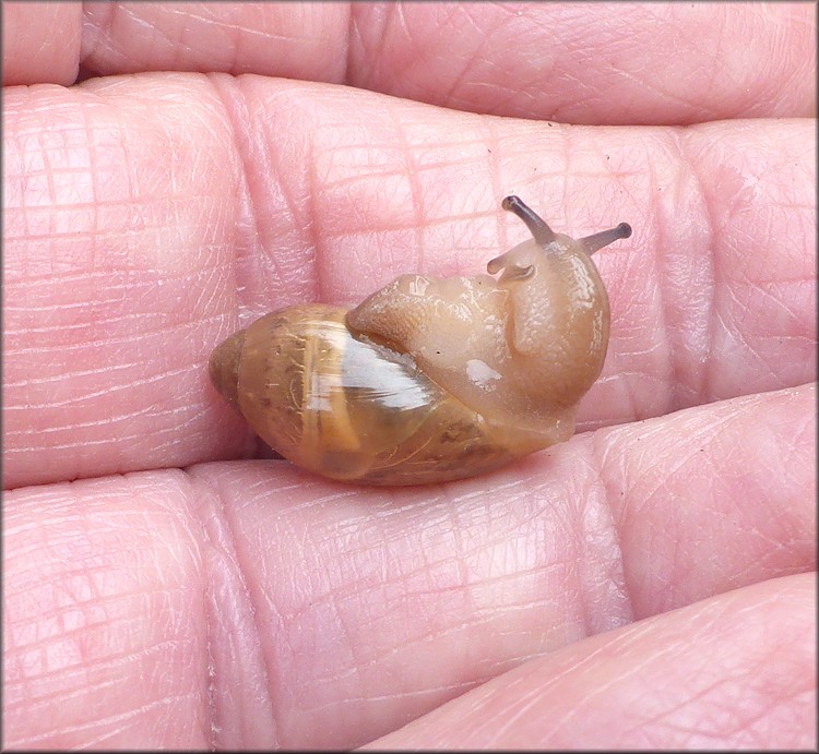 Euglandina rosea (Frussac, 1821) Juvenile In Situ