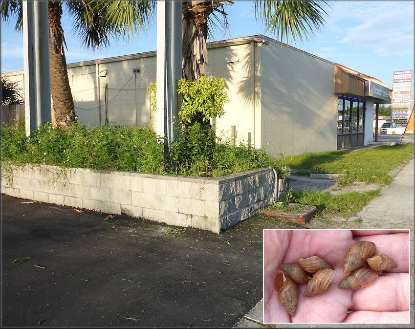 Bulimulus sporadicus At Budget Rental Car Facility At 10246 Atlantic Boulevard