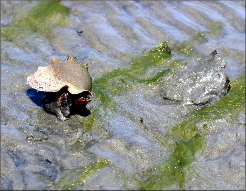 Strombus alatus Gmelin, 1791 Florida Fighting Conch