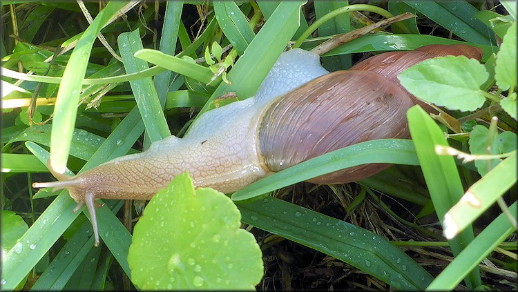 Euglandina rosea (Frussac, 1821) Rosy Wolfsnail - Very Large Specimen