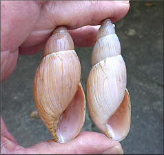 Euglandina rosea (Férussac, 1821) Rosy Wolfsnail - Very Large Specimen