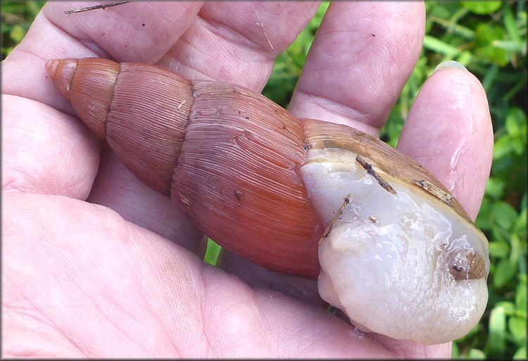 Euglandina rosea (Frussac, 1821) Rosy Wolfsnail - Very Large Specimen