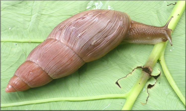 Euglandina rosea (Frussac, 1821) Rosy Wolfsnail - Very Large Specimen