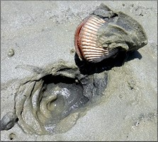 Dinocardium robustum (John Lightfoot, 1786) Atlantic Giant Cockle