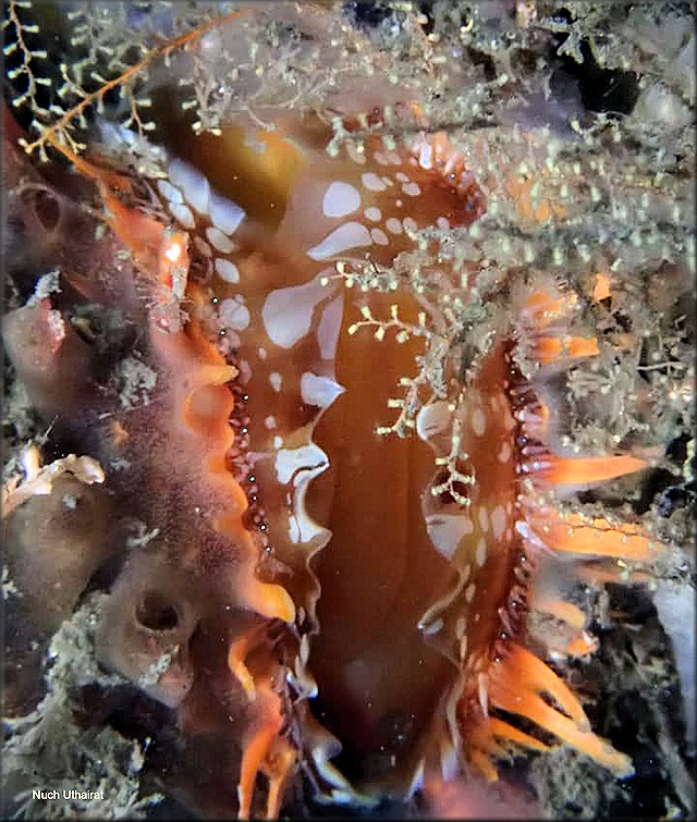 Spondylus tenuis Schreibers, 1793 Digitate Thorny Oyster In Situ