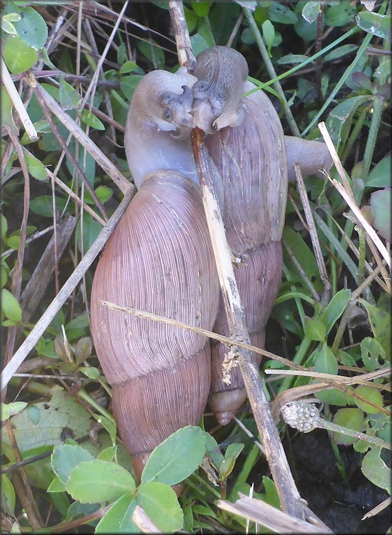 Euglandina rosea (Frussac, 1821) Mating