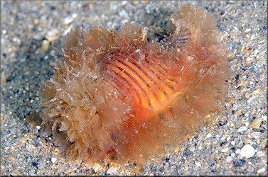 Cymatium (Gelagna) succinctum (Linn, 1771) Living Animal In Situ