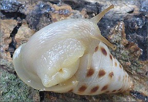 Drymaeus dormani (W. G. Binney, 1857) Manatee Treesnail