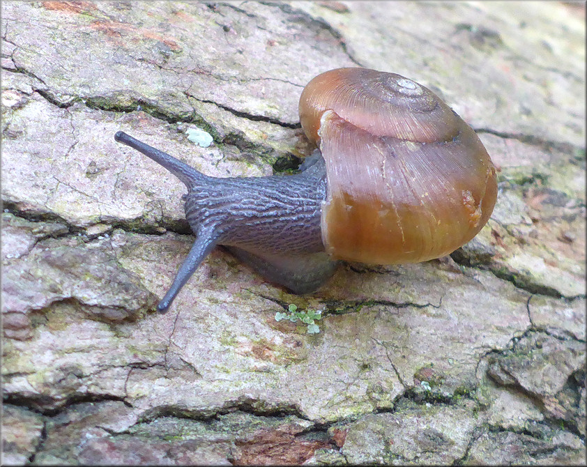 Mesomphix globosus (MacMillan, 1940) Globose Button