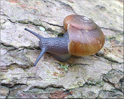 Mesomphix globosus (MacMillan, 1940) Globose Button