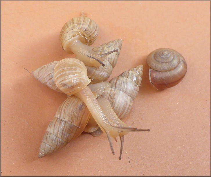 Bulimulus sporadicus Near 10400 Lone Star Road Across From Elementary School