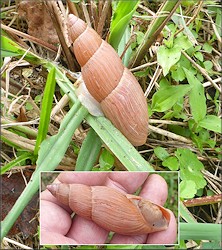 Euglandina rosea (Frussac, 1821) Rosy Wolfsnail In Situ