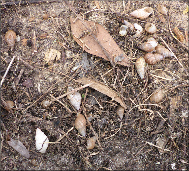 Bulimulus sporadicus From Near Intersection Of Zoo Parkway And North Main Street