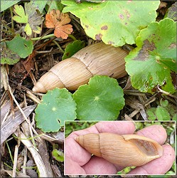 Euglandina rosea (Frussac, 1821) Rosy Wolfsnail In Situ