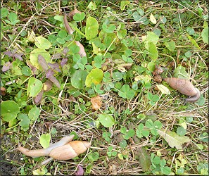 Euglandina rosea (Frussac, 1821) Rosy Wolfsnail In Situ