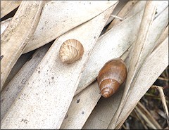 Euglandina rosea (Frussac, 1821) Juvenile In Situ