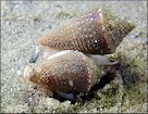 Conus jaspideus Gmelin, 1791 Probably Mating