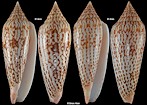 Conus ranonganus da Motta, 1978