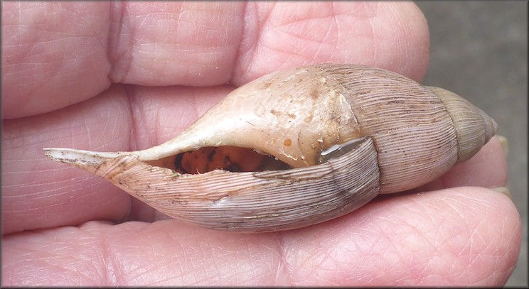 Euglandina rosea (Frussac, 1821) Predation By Mammal