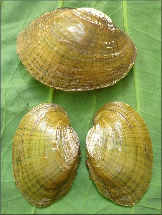 Lampsilis fasciola Rafinesque, 1820 Wavyrayed Lamp Mussel