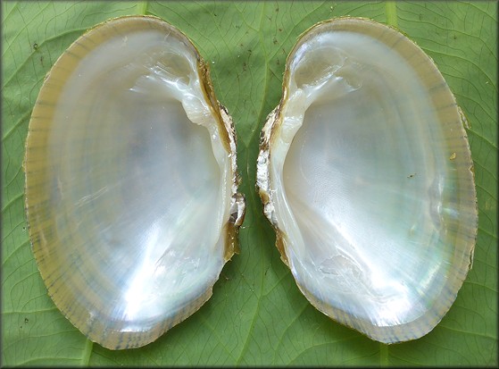 Lampsilis fasciola Rafinesque, 1820 Wavyrayed Lamp Mussel