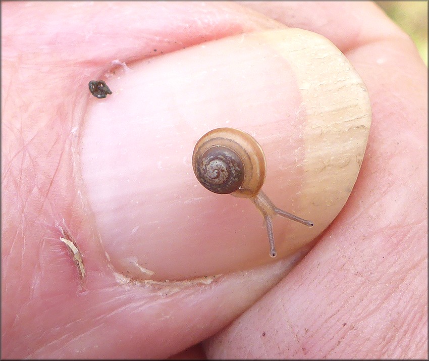 Praticolella griseola (L. Pfeiffer, 1841) Vagrant Scrubsnail Tiny Juvenile